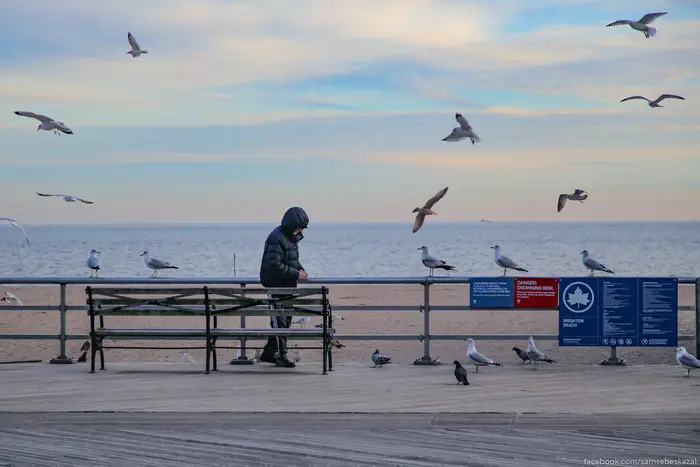 A photo of seagulls at Brighton Beach